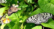باغ پروانه ها در تایلند