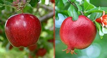 طب اسلامی/ میوه های هضم کننده غذا