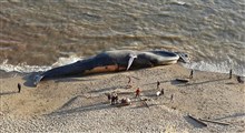 مرگ نهنگ غول‌پیکر در ساحل بندر دیلم