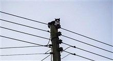 نجات‌ گربه‌ی‌ گرفتار روی کابل برق