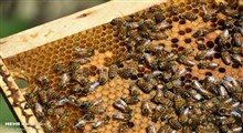 فیلم حمله عجیب هزاران زنبور به هواپیمای هندی