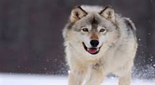 6003-99؛ WOLVES- صدای گرگ