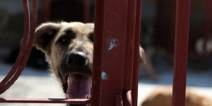 ابعاد جدید از کشتار سگ‌ها در کهریزک