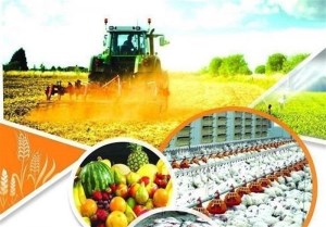 پیش بینی افزایش قابل توجه تولید محصولات بخش کشاورزی در سال جاری