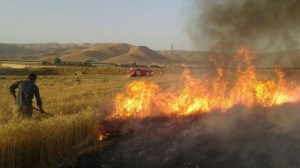 جریمه 10 میلیونی برای آتش زدن مزارع کشاورزی