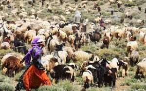 عشایر توان خودکفا کردن ایران در تولید گوشت قرمز را دارند