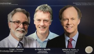 برندگان نوبل پزشکی سال ۲۰۱۹ معرفی شدند