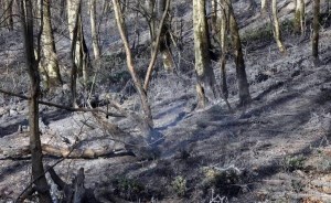 ۳۵ هکتار از زمین‌های ملی شمیرانات در آتش سوخت