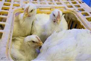 مصرف ماهیانه گوشت مرغ در کشور حدود 180 هزار تن است/ کاهش عرضه، علت نوسان قیمت گوشت مرغ