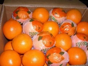 قیمت پرتقال شب عید 3100 تومان تعیین شد