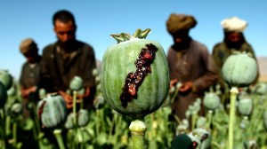 تولید بیش از 84 درصد تریاک دنیا در کشور افغانستان