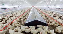 به زودی هزاران مرغ‌ زنده به گور خواهند شد
