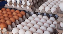 قیمت تخم مرغ افزایش نمی یابد/ مردم نگران نباشند،شریط تولید مطلوب است