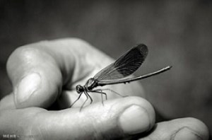 انقراض حشرات تا 100 سال دیگر