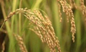 نخستین برداشت مکانیزه برنج در قائم‌شهر انجام شد