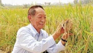 چین برنج «قابل کشت در زمین‌های شور» می‌کارد