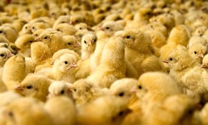 تلفات موسمی ناشی از فصل گرما، علت افزایش قیمت مرغ است