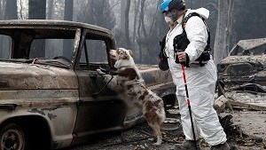 آتش سوزی شمال کالیفرنیا: مرگ 71 نفرو مفقود شدن بیش از 1000 نفر