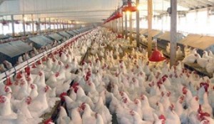 عرضه «مرغ منجمد» ۸۹۰۰ تومانی/ نابسامانی بازار گوشت و مرغ