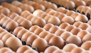 مصرف روزانه تخم‌مرغ خطر ابتلا افراد به حمله قلبی و سکته مغزی را افزایش می‌دهد