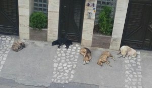 راه‌اندازی سامانه کنترل سگ‌های بلاصحاحب در پایتخت