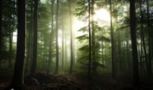فیلمی جالب از تنفس زمین در جنگل‌های «کبک» کانادا