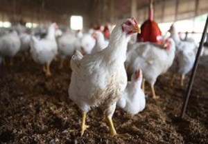 ماجرای تزریق هورمون و  رشد سریع مرغ در 42 روز چیست؟