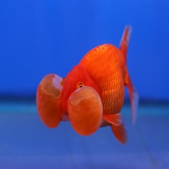 ماهی قرمز عجیب