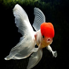 ماهی عروس گلدفیش