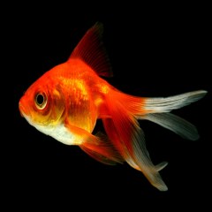ماهی قرمز کوچک