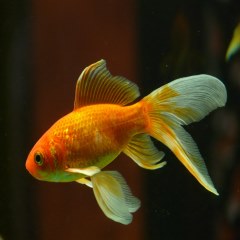 ماهی قرمز با باله های بلند