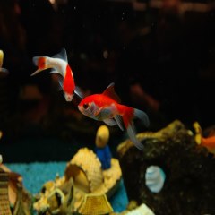 ماهی آکواریومی زیبا