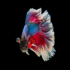 ماهی زیبای رنگین کمانی