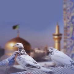 عکس کبوتران حرم امام رضا علیه السلام