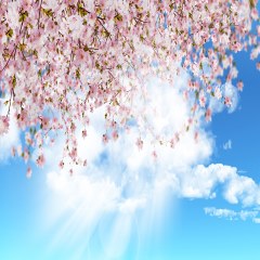 شکوفه ها در آسمان