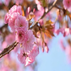 شکوفه درخت بهاری
