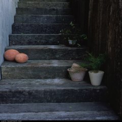 گیاهان