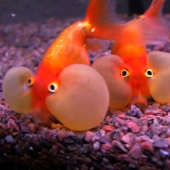 ماهی قرمز چشم حبابی