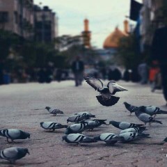 عکس حرم حضرت عباس علیه السلام