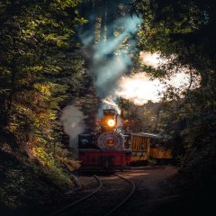عبور قطار در دل جنگل