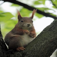 تصویری زیبا از یک سنجاب
