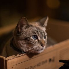مجموعه تصاویر گربه سانان