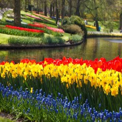 دشت گلهای لاله در هلند