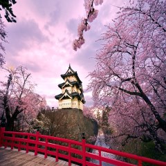 فصل بهار در ژاپن