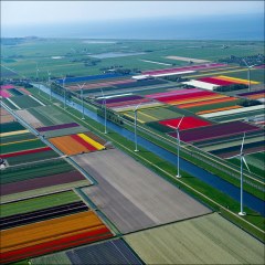 تصویر هوایی از دشت گلهای لاله هلند