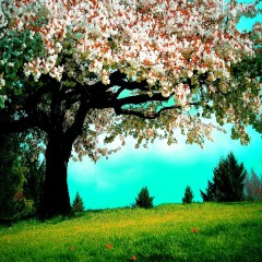 شکوفه های زیبای بهاری