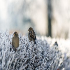 پرندگان در زمستان