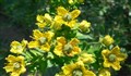 آشنایی با گیاه سداب و خواص آن