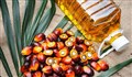 آنچه درباره خواص و مضرات روغن پالم باید بدانید