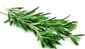 فواید گیاه رزماری